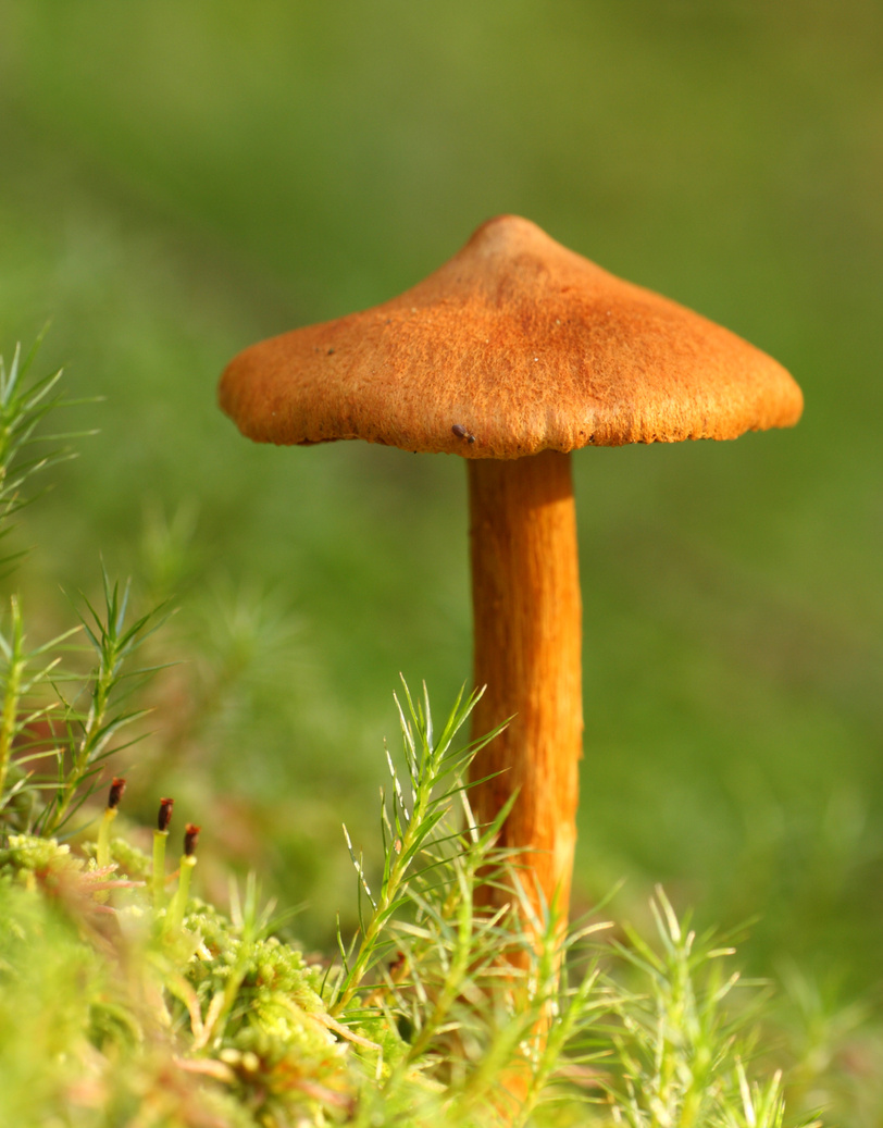 Magic mushrooms - Deadly webcap